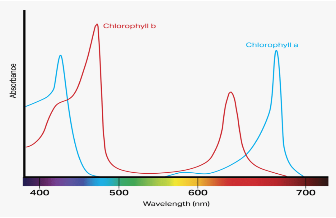 Specific Grow Light Spectrums and Their Application in Horticulture - Barrina led