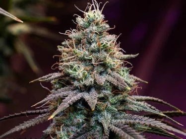 What is the PAR and PPFD? - Barrina led