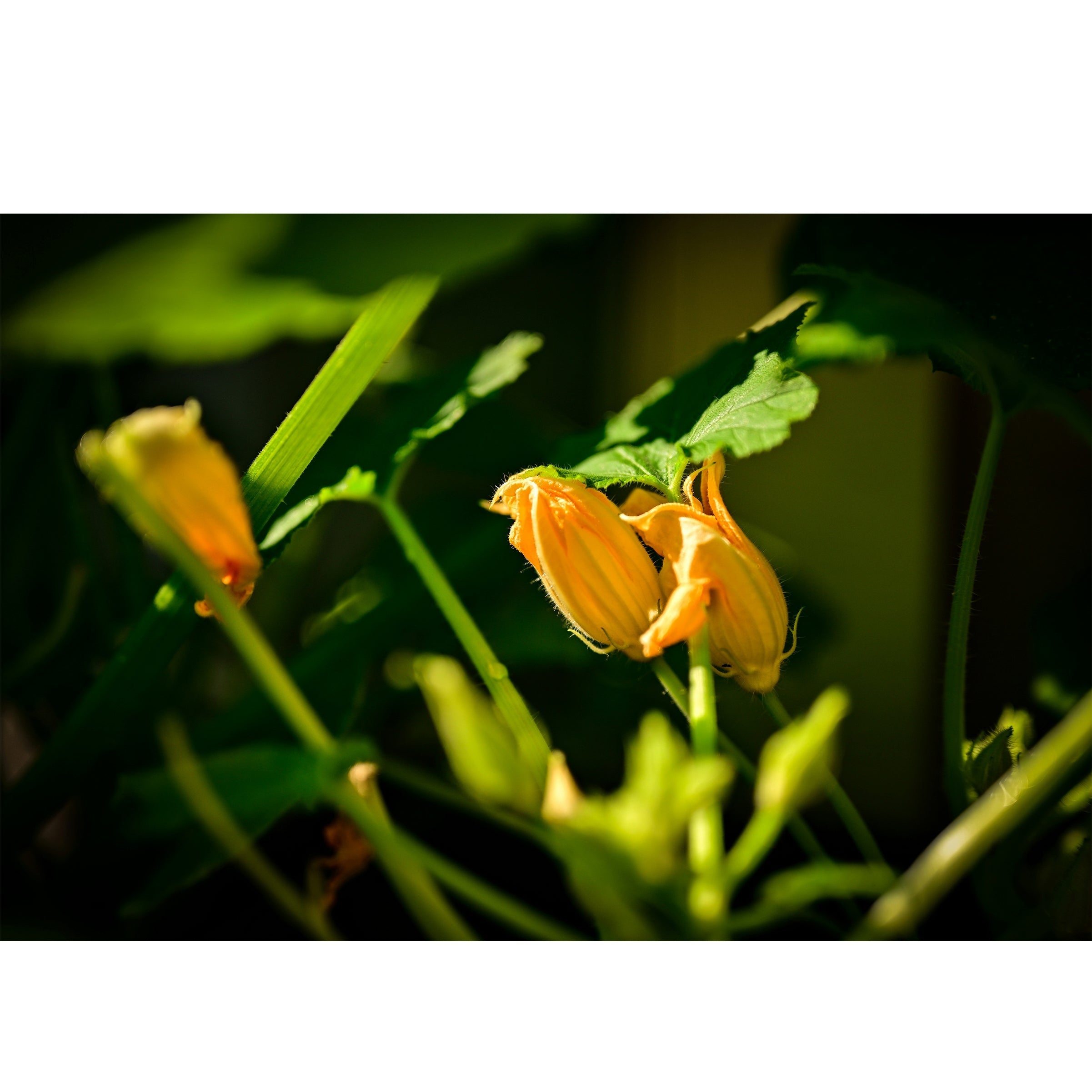 Grow Light - Barrina led