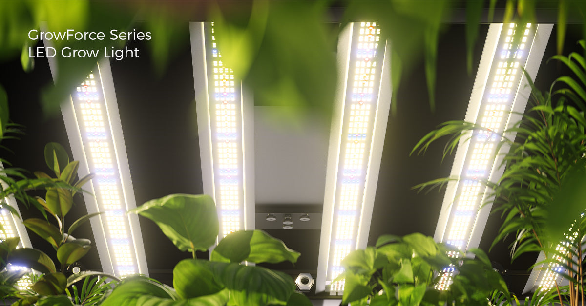 Barrina GrowForce Series | 1000W & 800W LED Grow Lights