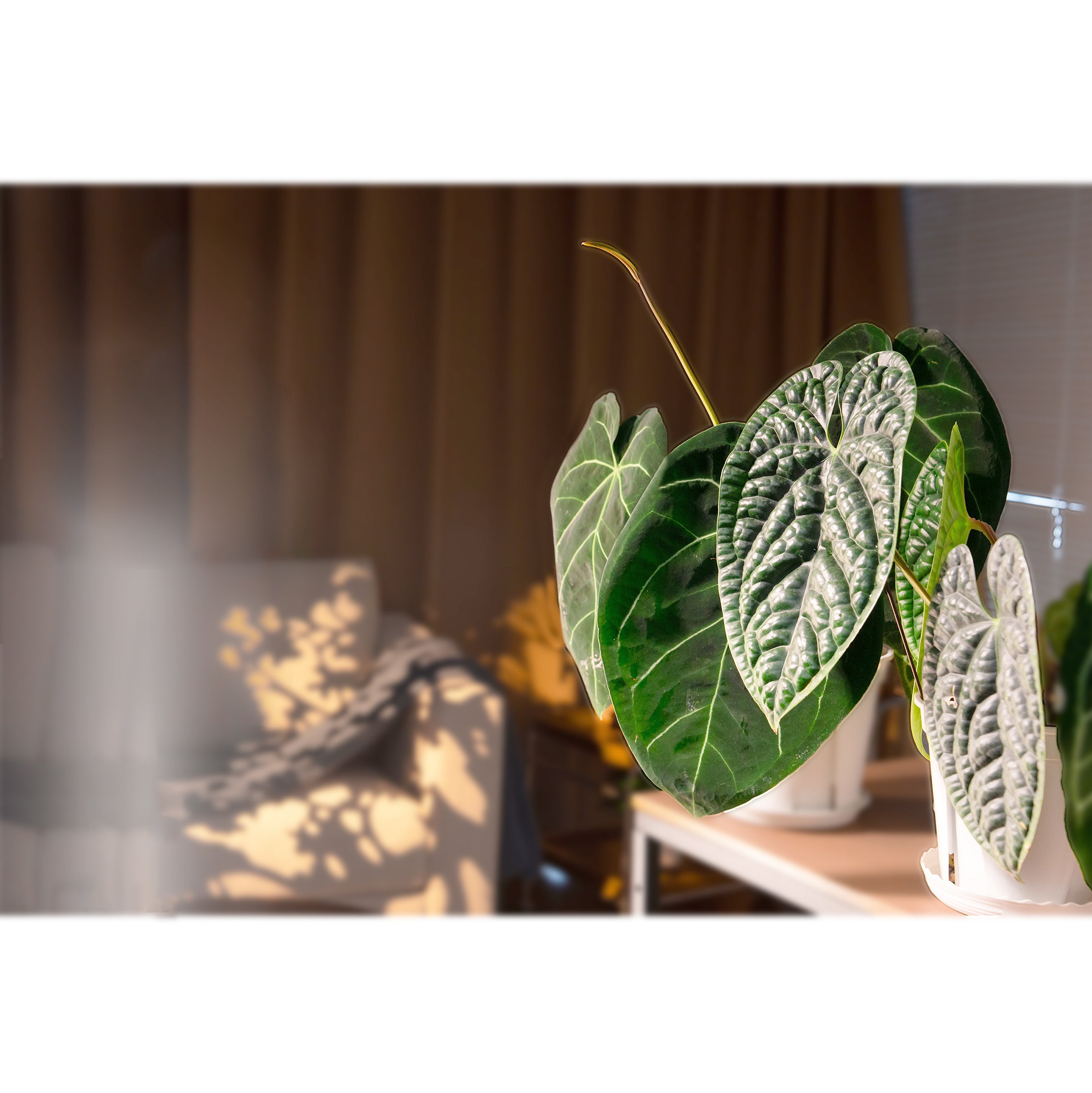 Barrina T5 Series - Grow Lights for Indoor Plants