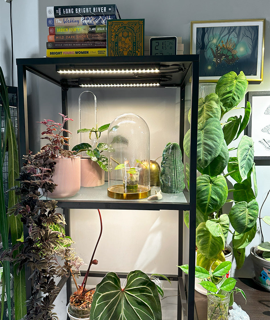 Grow Lights for Shelves | Barrina T5 Series Grow Lights