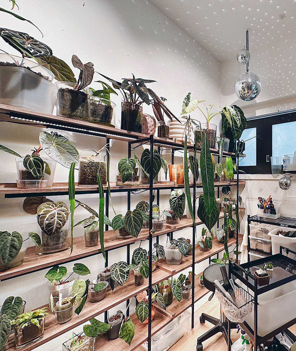 Grow Lights for Plants | Barrina T5 Series Grow Lights