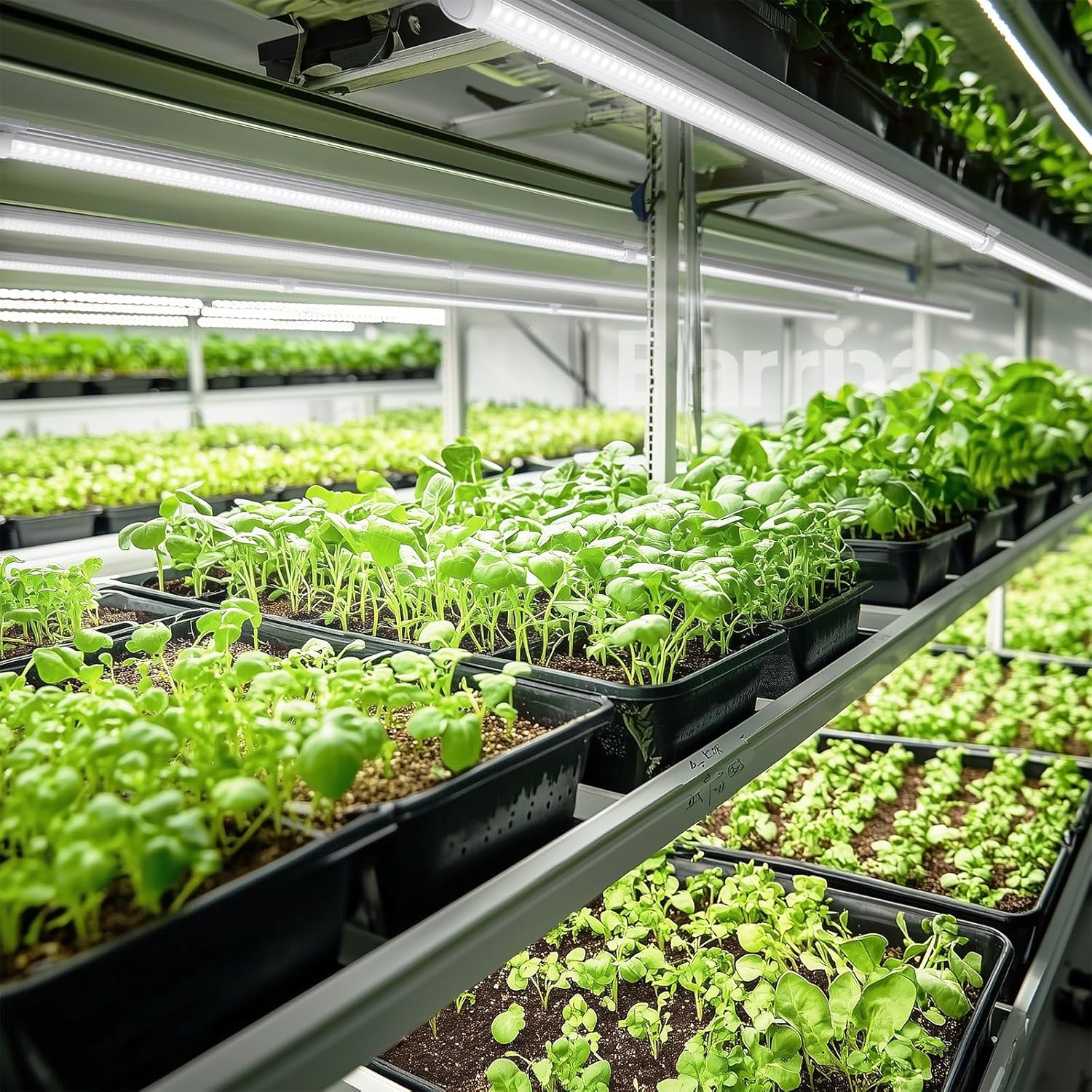 Barrina T8 30W LED Grow Light 3FT 5000K | Reflectors & Linkable | QI30