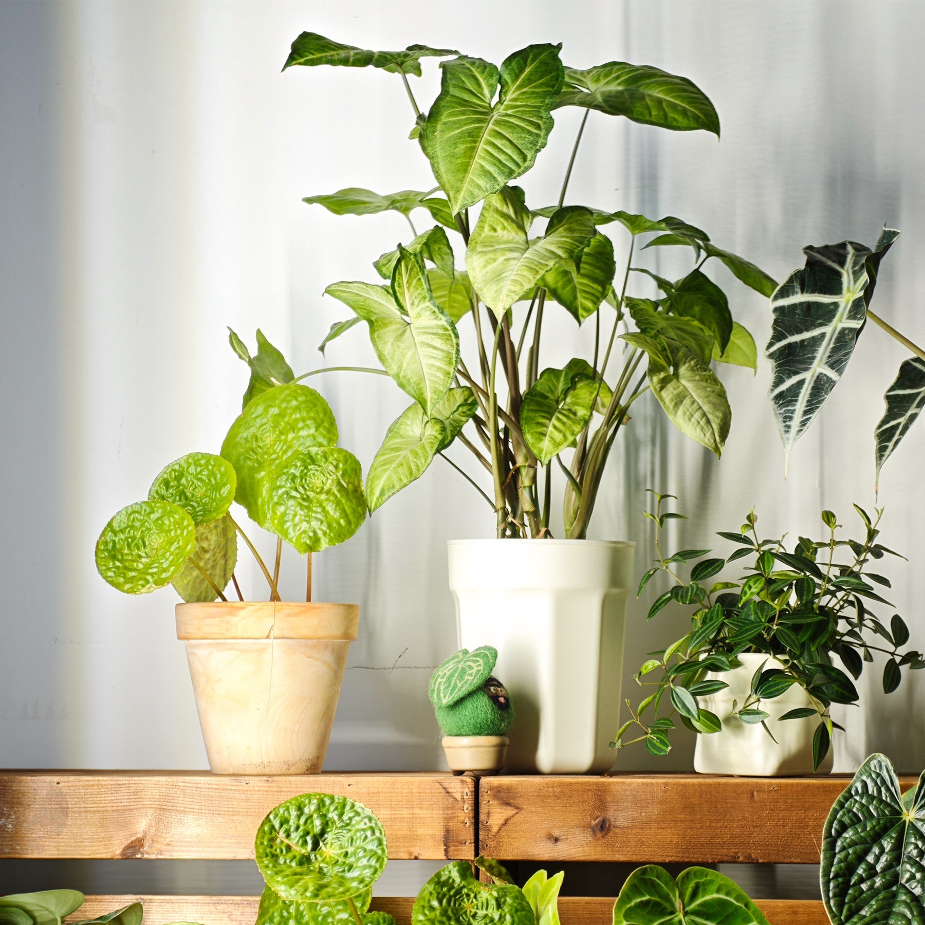 How Much Light Do Foliage Houseplants Need?