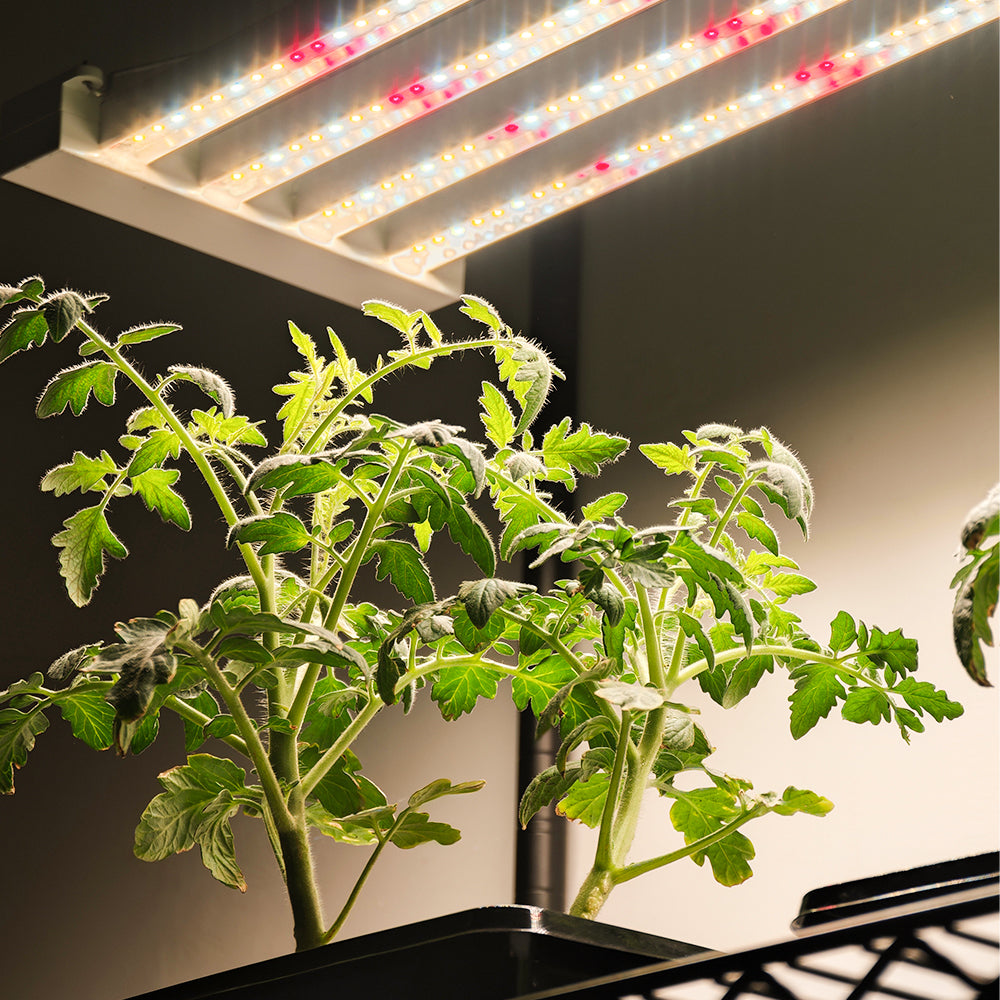 Grow Lights for Carnivorous Plants