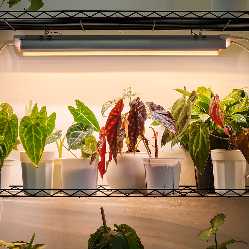 I Grew 12 Houseplants Under 4 Light Levels for 3 Months. Here's the Setup.