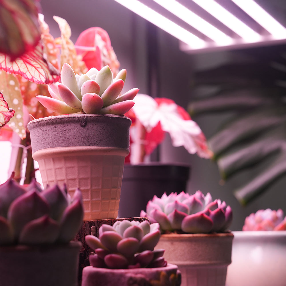 The Brightness Map: Which Houseplants Belong Under Your Strongest Light