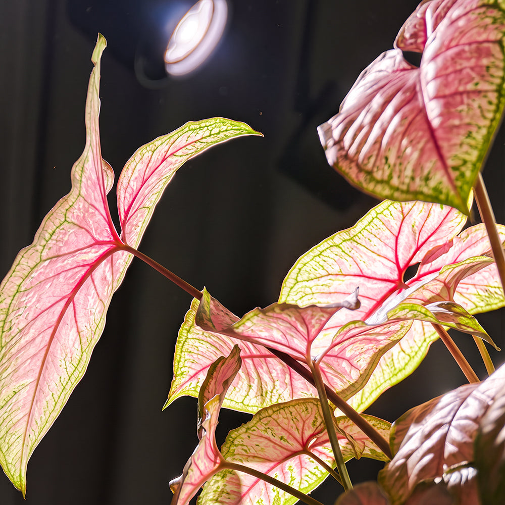The Shade-Lovers' Ceiling: Where Caladiums and Alocasias Burn