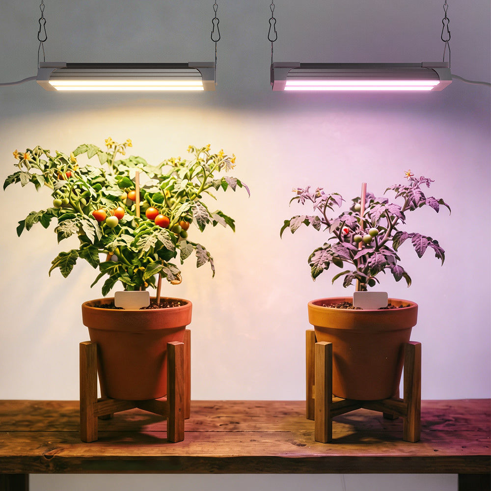 Same Brightness, Different Color: A Spectrum Test on Dwarf Tomato