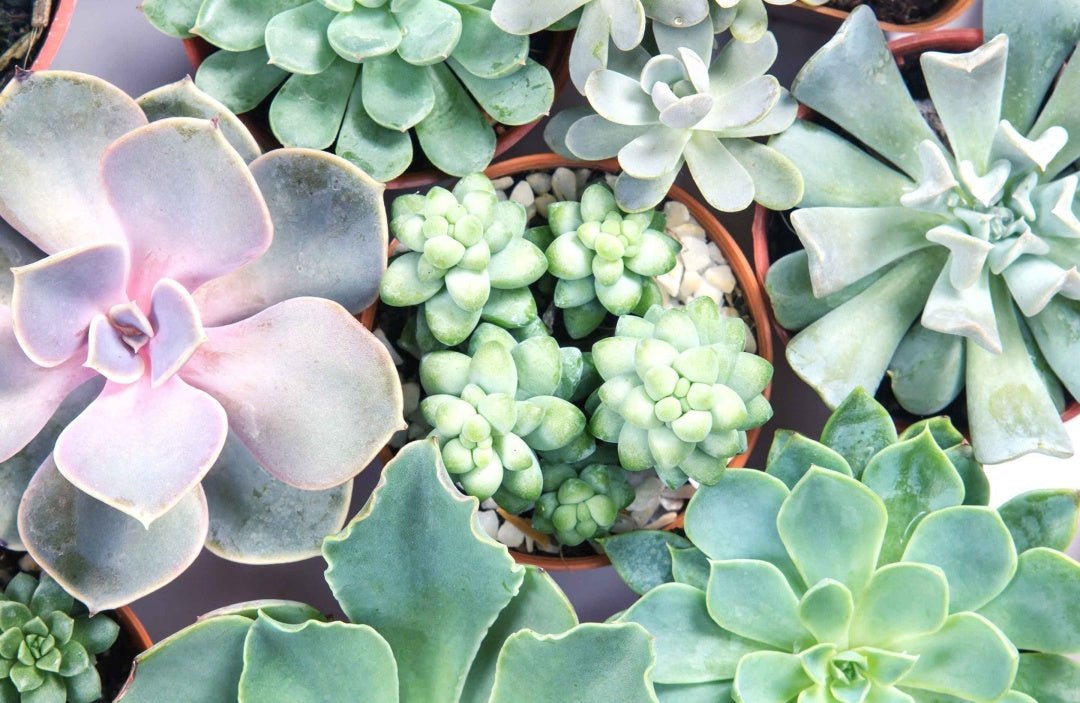 Choosing LED Grow Light for Your Succulents to Over Winter - Barrina led