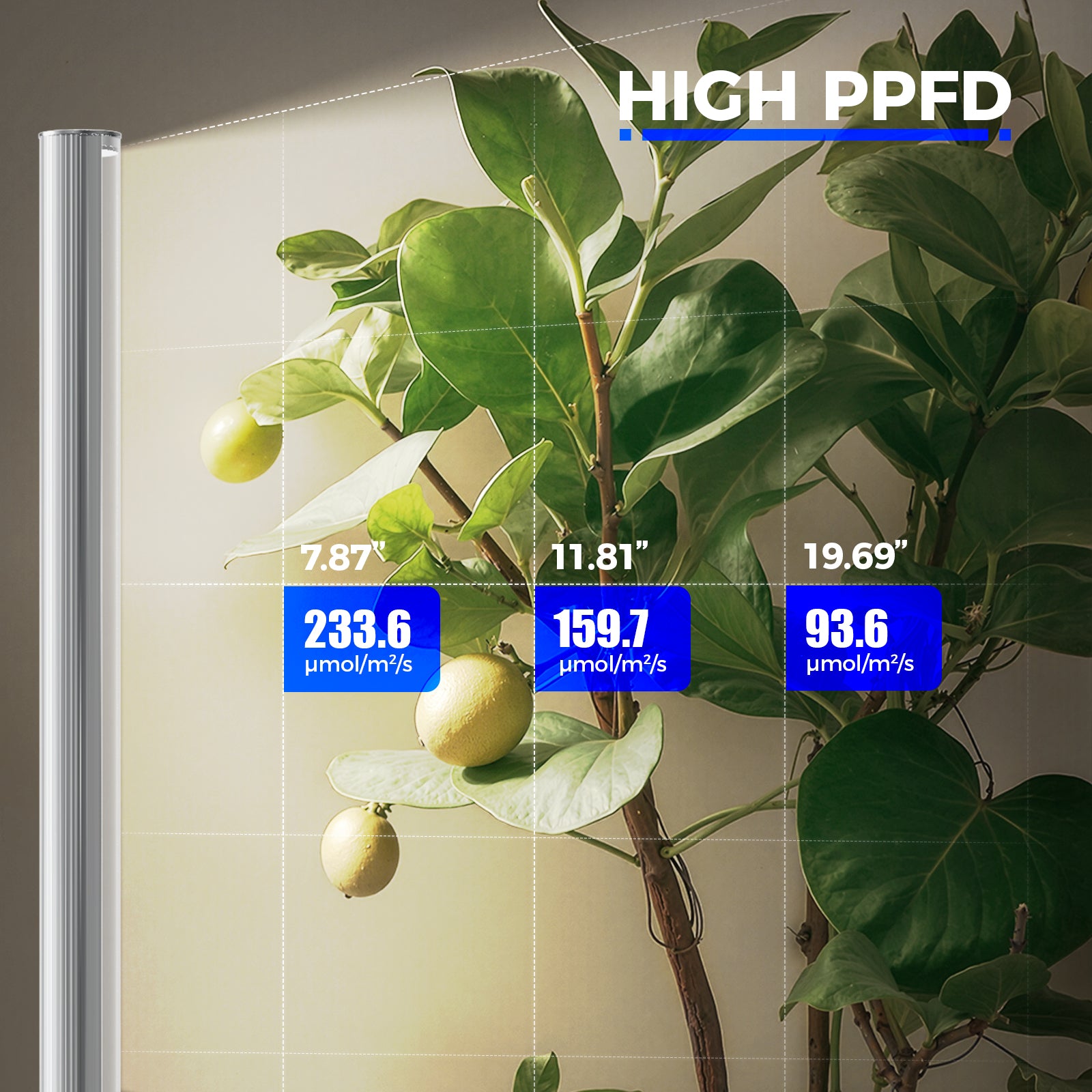 Barrina T1S 65W LED Standing Grow Light 5FT-5.6FT 3000K+6500K+660nm | Full Spectrum & Timer | K10R65