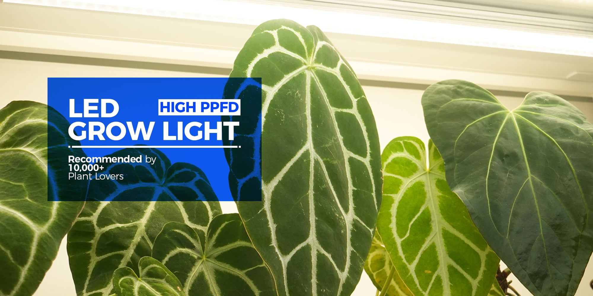 I Tried Barrina Grow Lights for My Indoor Plants — Here’s What I Honestly Think