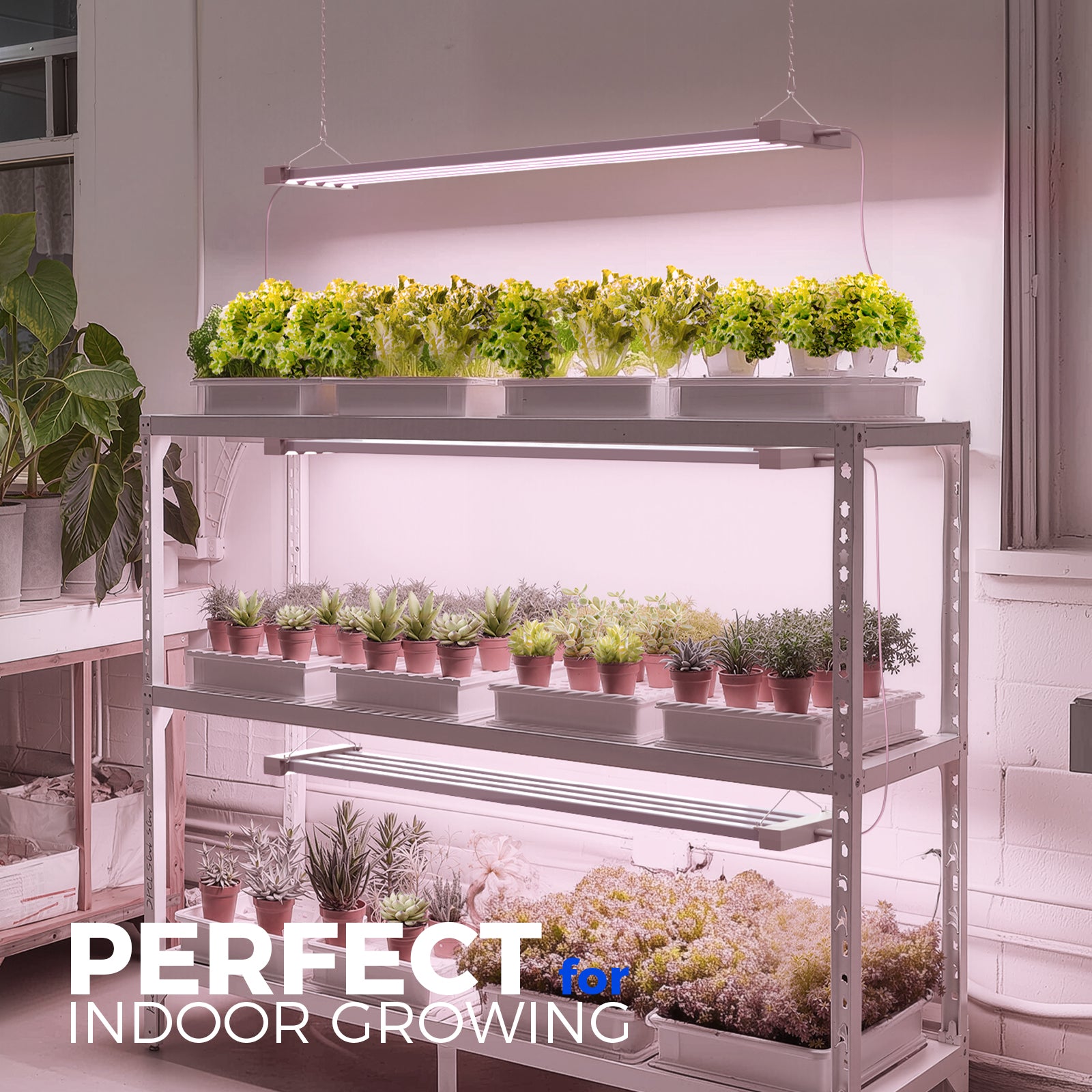 Barrina TX-L63 63W LED Grow Lights 3FT Pinkish White | Full Spectrum & Linkable | TX-L63
