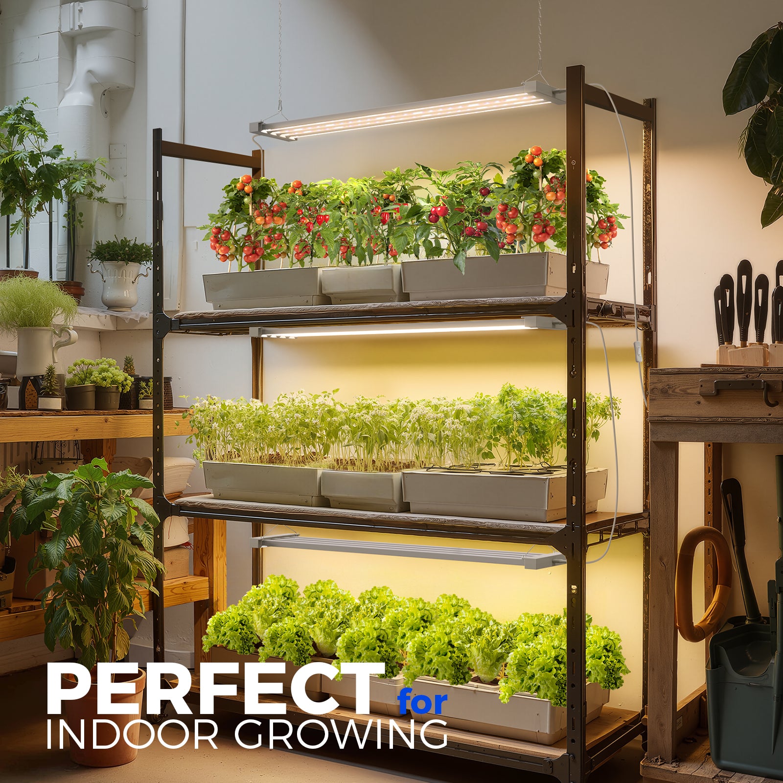 Barrina TX-L63 63W LED Grow Lights 3FT 3000K+6500K+660nm | Full Spectrum & Linkable | TX-L63